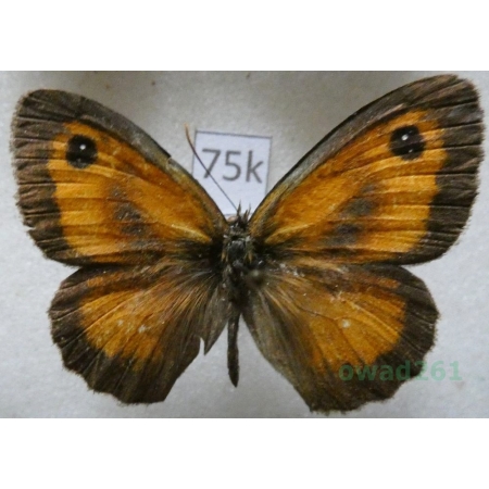 Pyronia tithonus (Linnaeus, 1767) male France75k